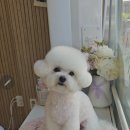 빠몽(PAWMONG) 이미지