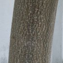 오동나무한의원 이미지