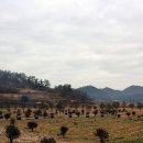 주식회사진도울금