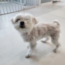 개만세 유치원(대형견) 이미지