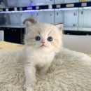 오독안심분양센터 강아지분양 고양이분양 하남점 이미지