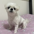 기백분식토스트 이미지