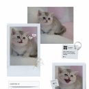 김해 해피몽 김해강아지분양 고양이분양 이미지