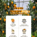 방가네농장 | 제주도 과일가게 방가네농장에서 한라봉, 천혜향 선물한 후기