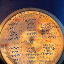수라포차
