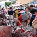 괴산고추축제 이미지