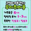 고양이 무마취 미용전문 이미지