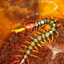 마이차우 이미지