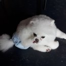 루이야 학교가자 | [군산] 미장동 강아지 카페 &#39;루이야 학교 가자&#39; 후기 / 군산 강아지 카페 / 군산 가볼만한 곳