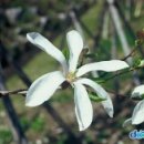 목련나무집 이미지