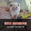 매일 여기 | 7살 아들 "엄마 여기 매일 오면 안 돼?" 광안리 세븐테마카페 후기