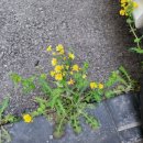 차밍댄스(주간) 이미지