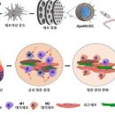 韓연구진, '심근경색 치료' 나노 소포체 대량생산 길 열어 이미지