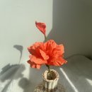 손끝에서 피어나는 페이퍼 플라워 | 한장의 종이로 피어나는 감성공예 페이퍼플로라