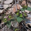 개감수(Euphorbia sieboldiana )의 효능 이미지