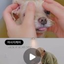 꼼꼼하개 이미지