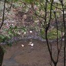 감산리점빵 | 제주 올레) 9코스 역방향 트래킹 feat. 노루🦌(는 뿔이없다)