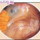 새실산업 Daum카페