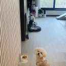 우아하개 이미지