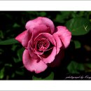 장미정원 이미지