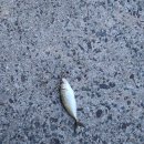 소풍펜션민박 이미지