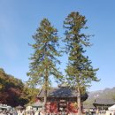 사천 상46호(비14호) | [속리산법주사2](충북 보은군 속리산면 법주사로 사내리)유네스코 세계문화유산