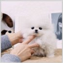 펫퍼스트24시강아지분양고양이분양 - 용인시 수지구 정든로6번길 2 | 펫퍼스트 24시 강아지분양 고양이분양 용인점에서 만난 사랑스러운 반려동물