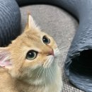 기장i동물의료센터 | 부산 동물병원 추천 기장i동물의료센터 진료시간비용위치리뷰