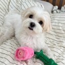 애견스케치 | 강아지 노즈워크 장난감 추천 도그스케치 바스락 장난감 사용 후기