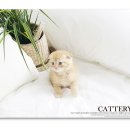 폴캐터리 이미지