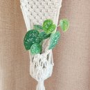 봄맞이 마크라메 식물플랜트 이미지