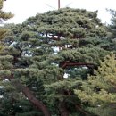 개두마리 소나무 이미지