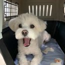 베베 애견유치원 네이버블로그