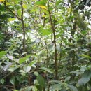 조록나무 뿌리 형상물 이미지