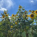 무지개 회 식당 이미지