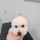 엔젤애견 이미지