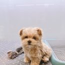 그레이동물병원 강남점 이미지