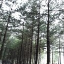 순&호 Daum카페
