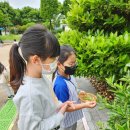 창원상남초등학교1-텃밭가꾸기와 생태체험-내나무잎 표현하기 이미지