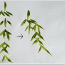 사군자 대나무 이미지