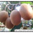 심가네 농장 이미지