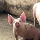 돼지제국 이미지