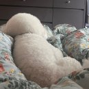 찌동찌동 이미지