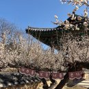 서원환경 | 성주회연서원 백매원 매화축제 &amp; 에코백 체험 후기