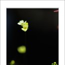 들꽃풍경 이미지