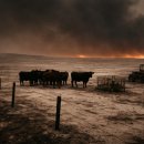 건초사료 이미지