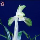 선경 이미지