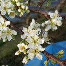 회인농장 이미지