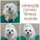 강변애견미용호텔 이미지