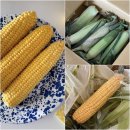 밭에서 수확한것만 배송한다는 &lt;괴산영농조합법인 생초당옥수수&gt; 후기｜초당옥수수 보관방법 섭취방법...